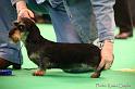 Crufts2011_2 1570